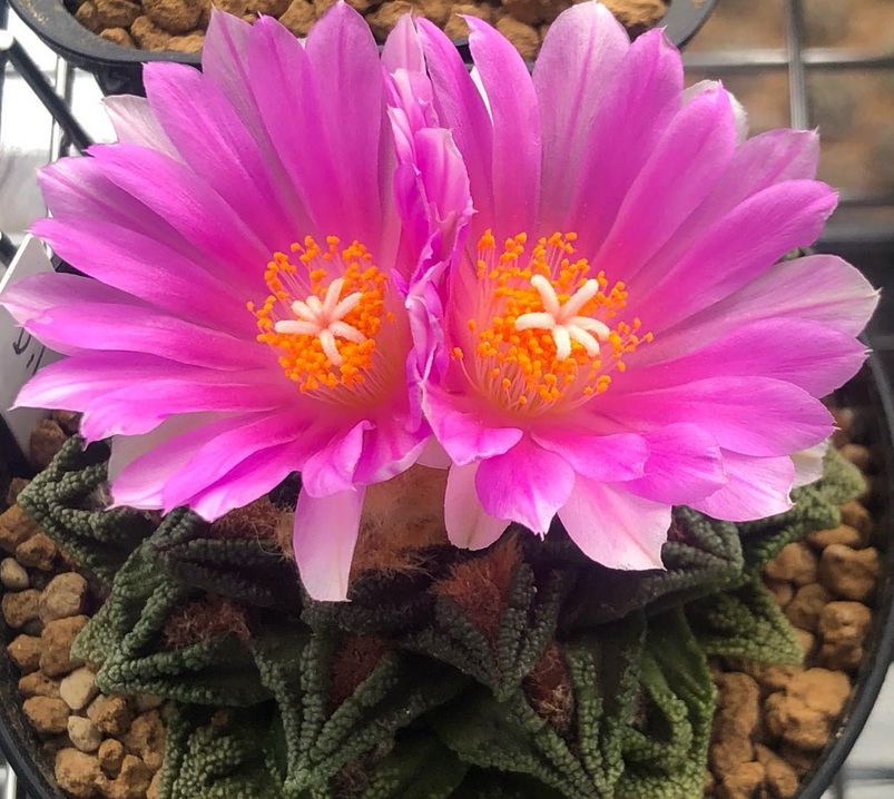 Ariocarpus flowering