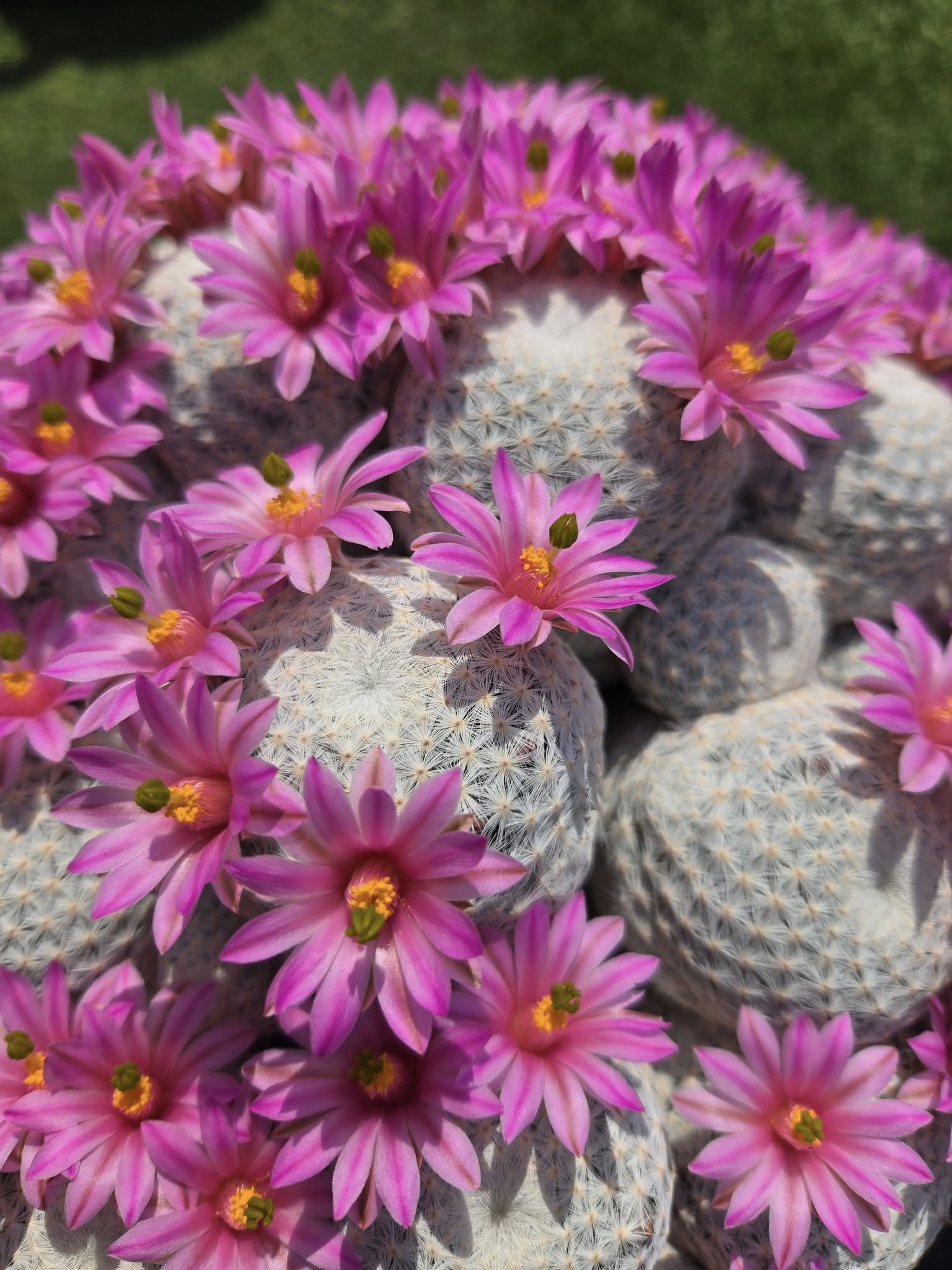 Cactus vs Succulent: The 60-Second Areole Test
