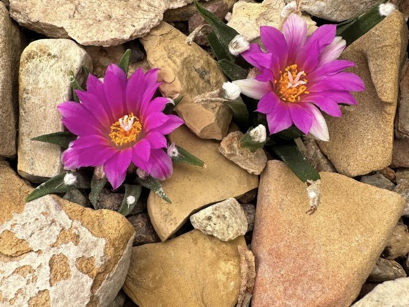 Ariocarpus agavoides