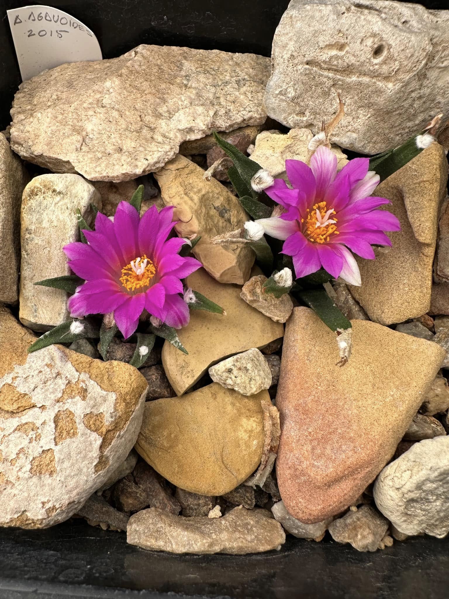 Ariocarpus agavoides