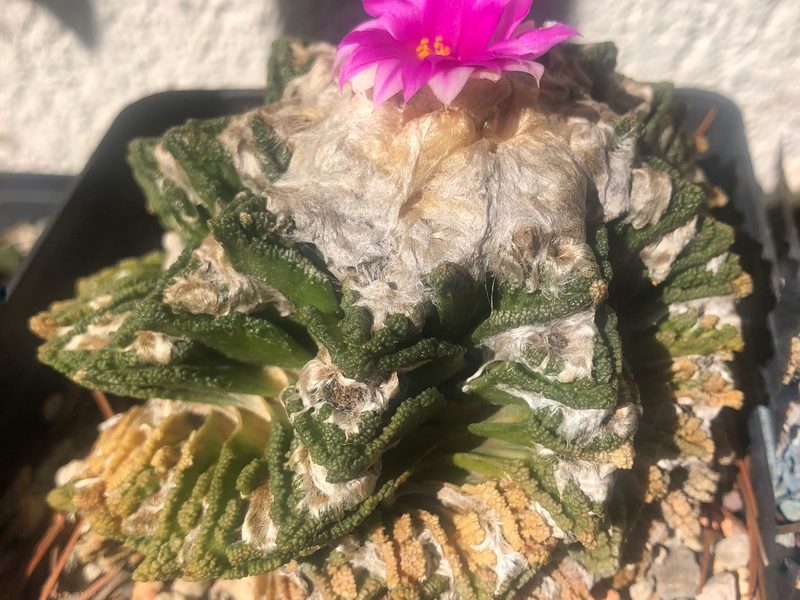 Ariocarpus bravoanus subsp. hintonii