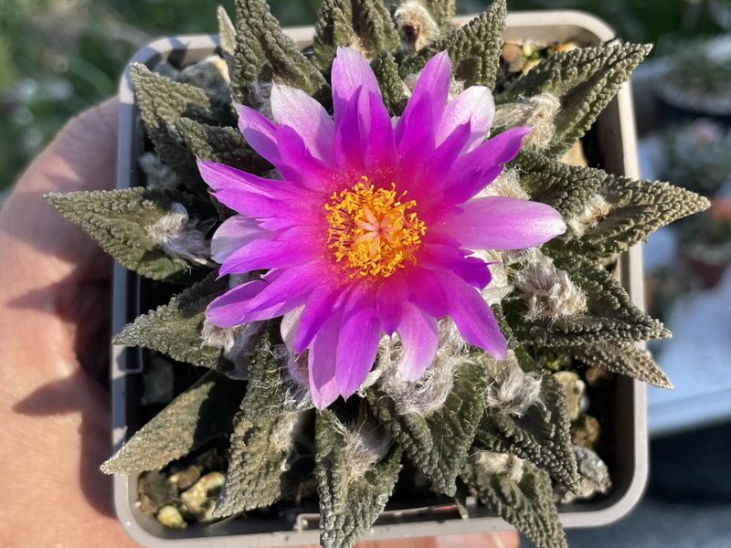 Ariocarpus bravoanus