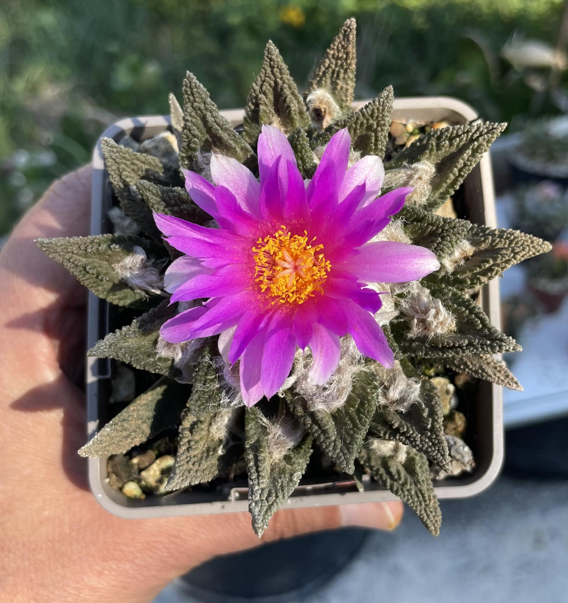 Ariocarpus bravoanus