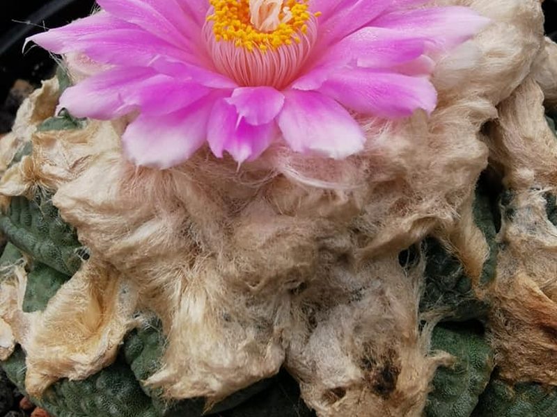 Ariocarpus fissuratus subsp. lloydii