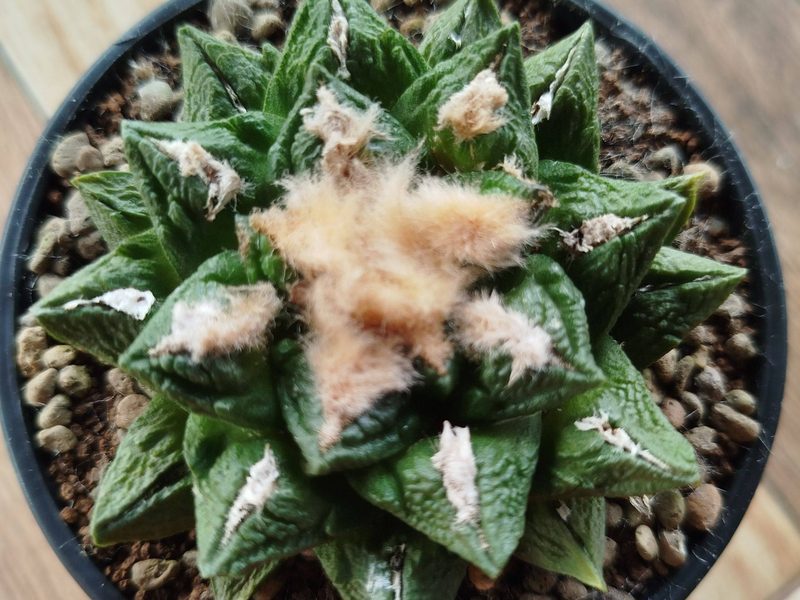 Ariocarpus fissuratus