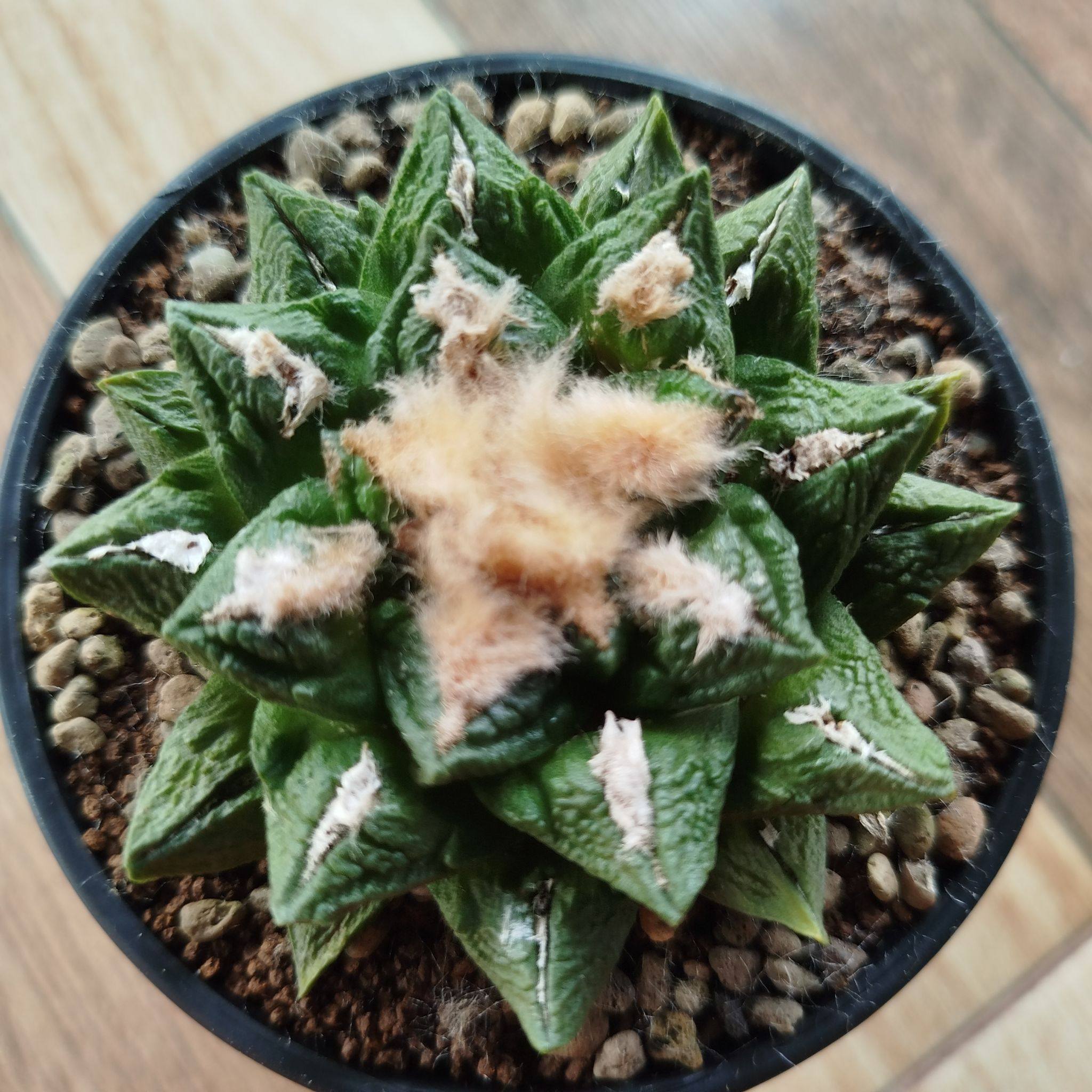 Ariocarpus fissuratus