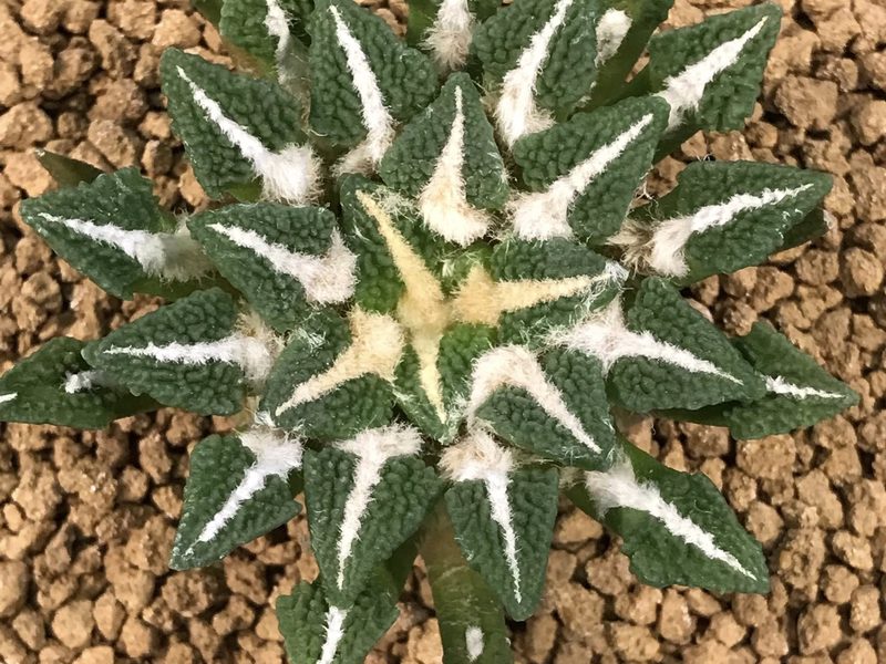 Ariocarpus kotschoubeyanus