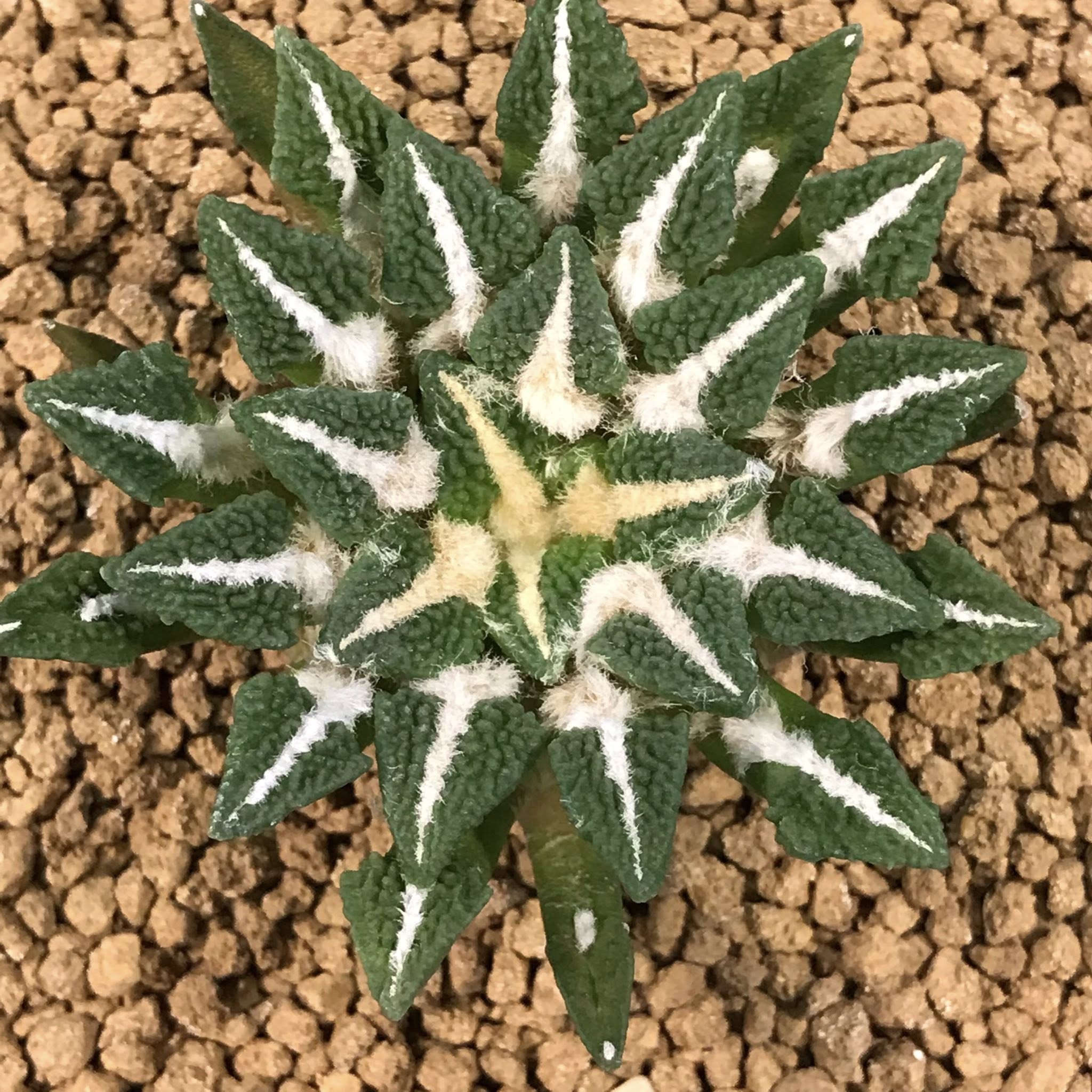 Ariocarpus kotschoubeyanus