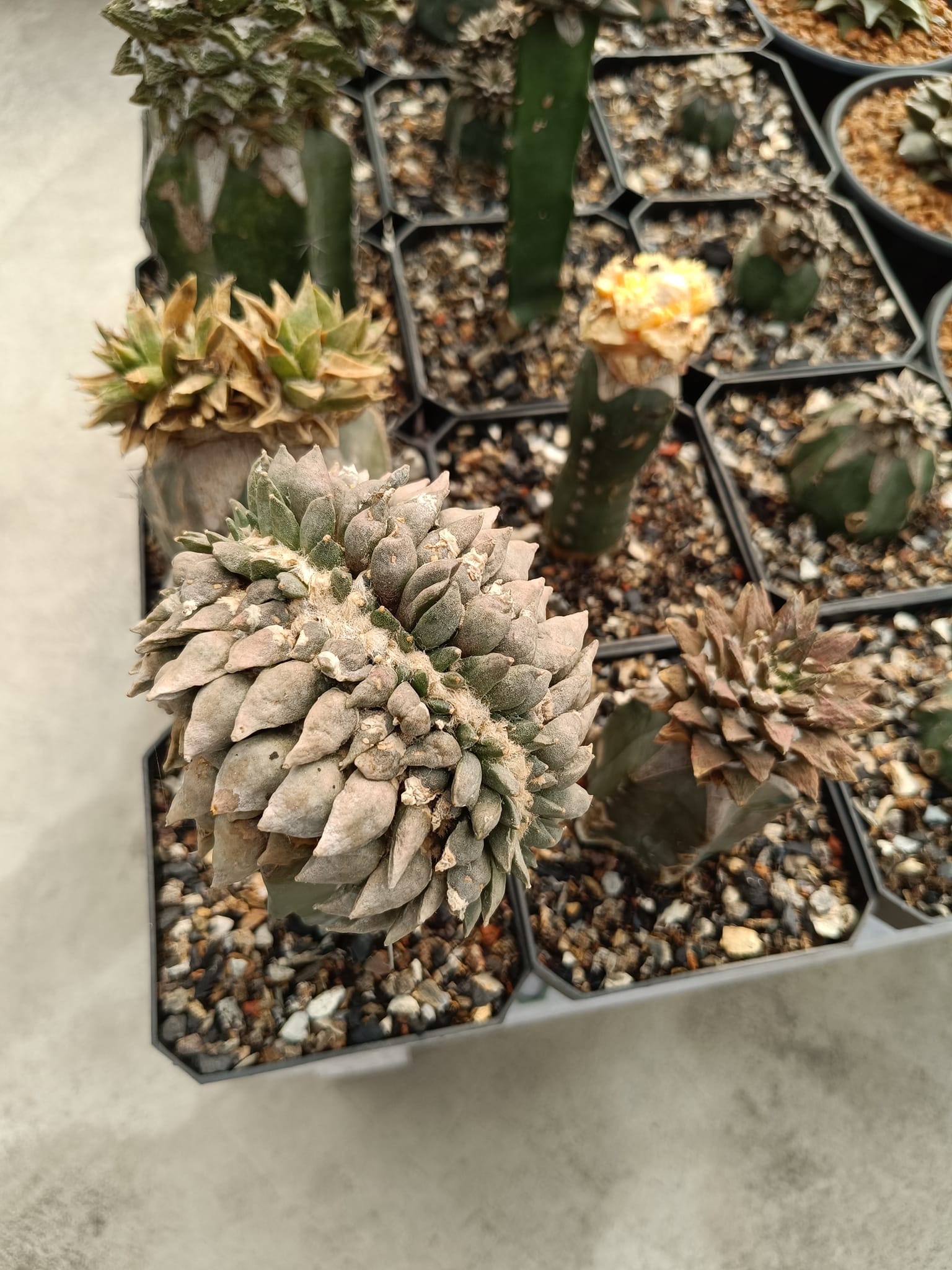 Ariocarpus retusus f. cristata, mature cristate specimen Ariocarpus retusus f. cristata showing the fan-shaped fasciated rosette of grey-green tubercles formed by an elongated apical meristem, photographed in cultivation under natural light.