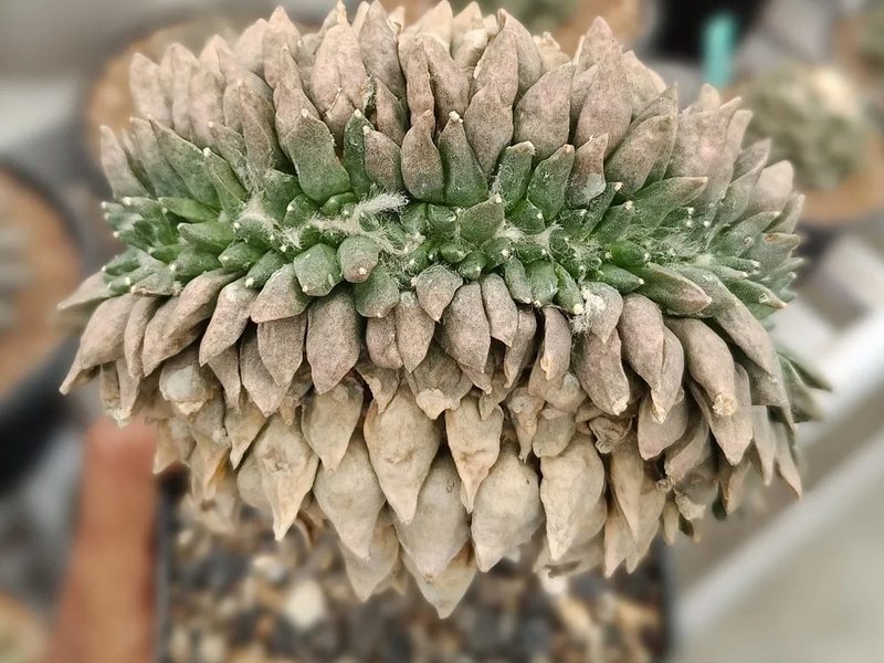 Ariocarpus retusus f. cristata