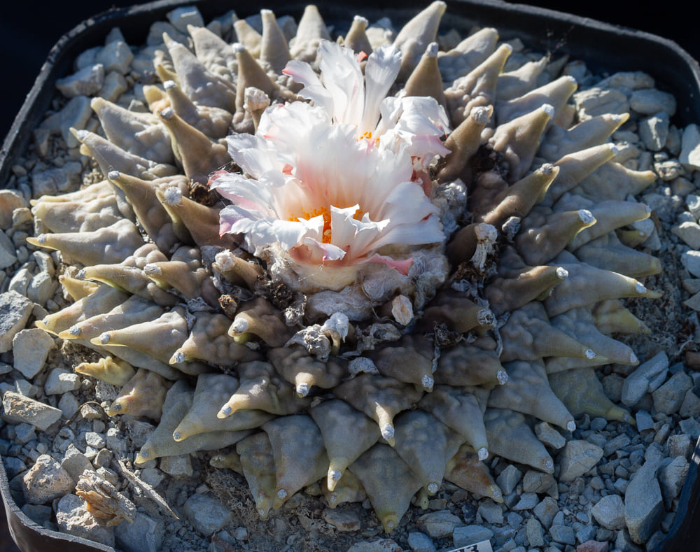 Ariocarpus retusus subsp. furfuraceus, mature cultivated specimen Ariocarpus retusus subsp. furfuraceus showing the flat geophytic rosette of equilaterally triangular, mealy-surfaced grey-green tubercles flush with the substrate, with prominent crown wool at the centre, photographed in cultivation under natural light.