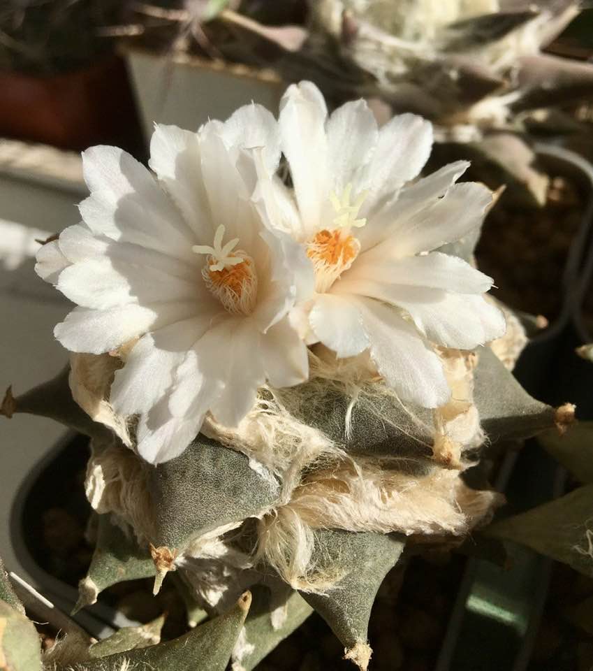 Ariocarpus retusus subsp. furfuraceus showing equilaterally triangular grey-green tubercles with a whitish mealy coating on the upper face.