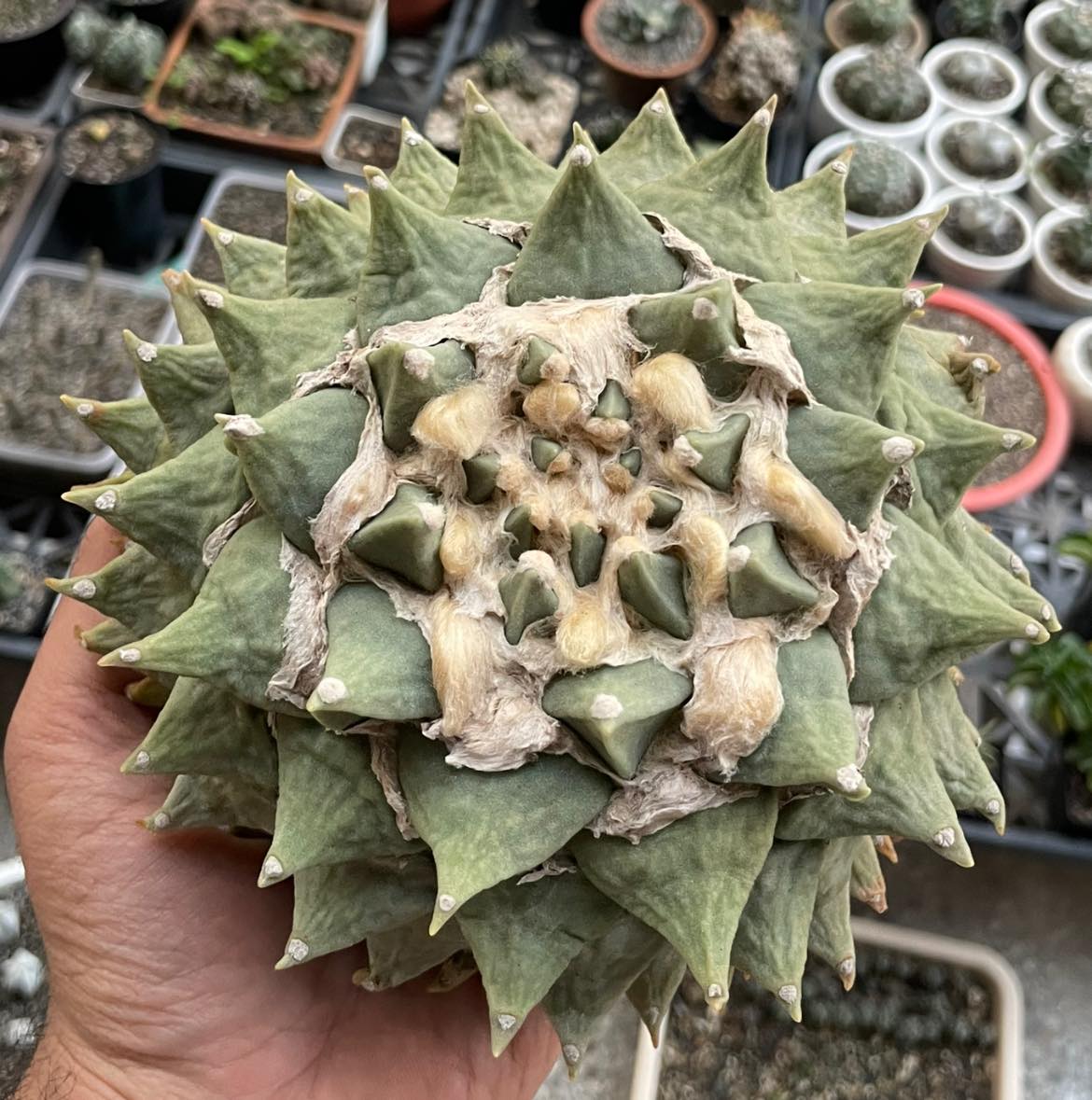 Ariocarpus retusus type subspecies showing more elongated blue-green tubercles with a smooth adaxial face.
