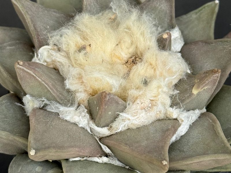 Ariocarpus retusus subsp. furfuraceus