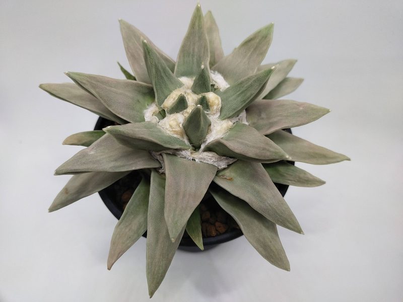 Ariocarpus retusus