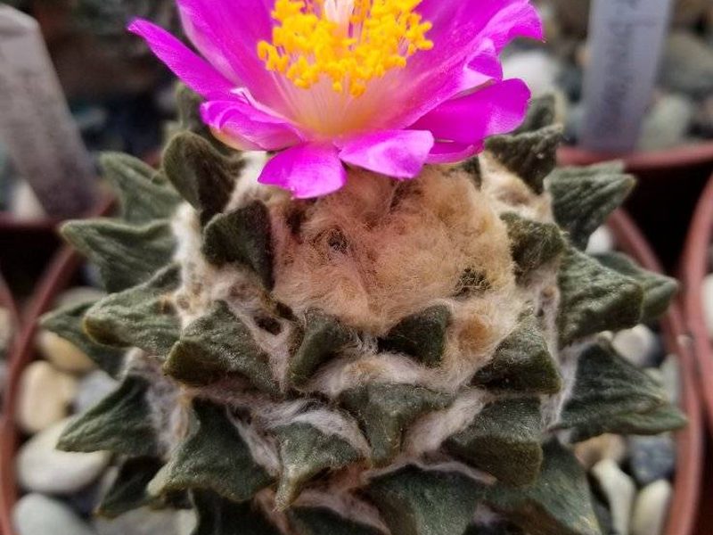 Ariocarpus scaphirostris