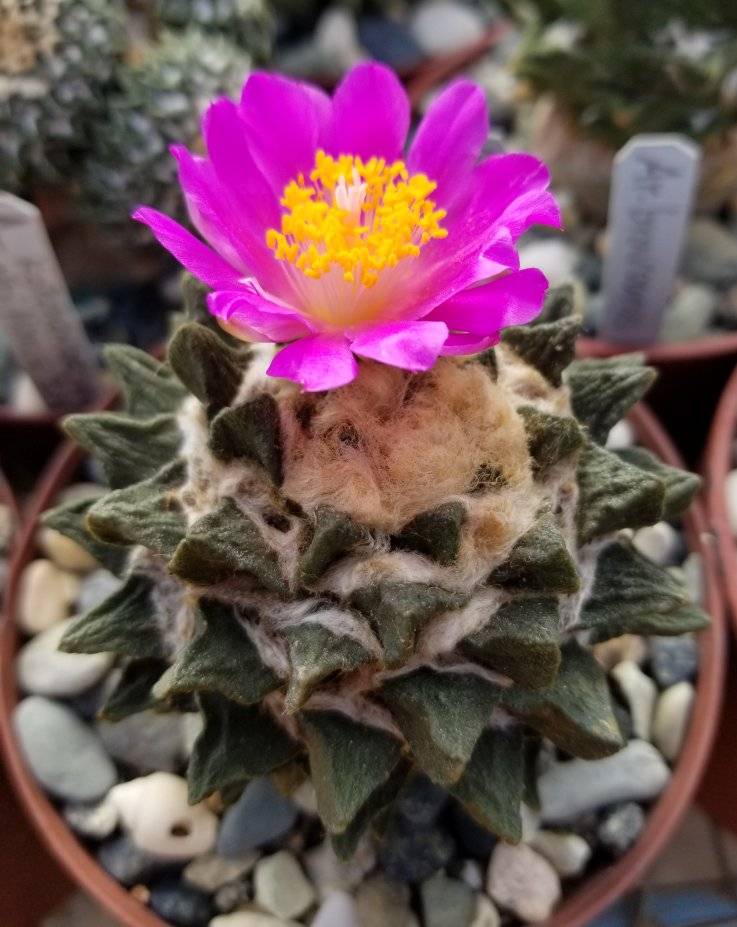 Ariocarpus scaphirostris
