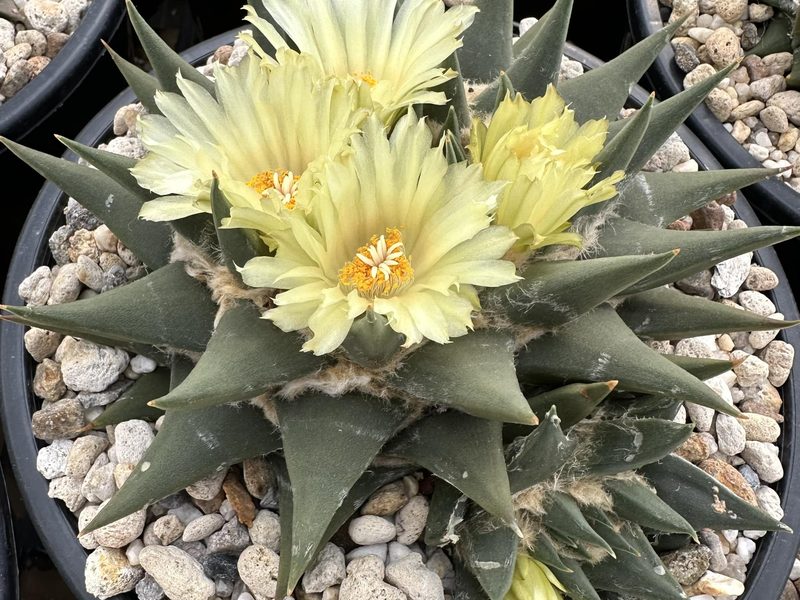 Ariocarpus trigonus