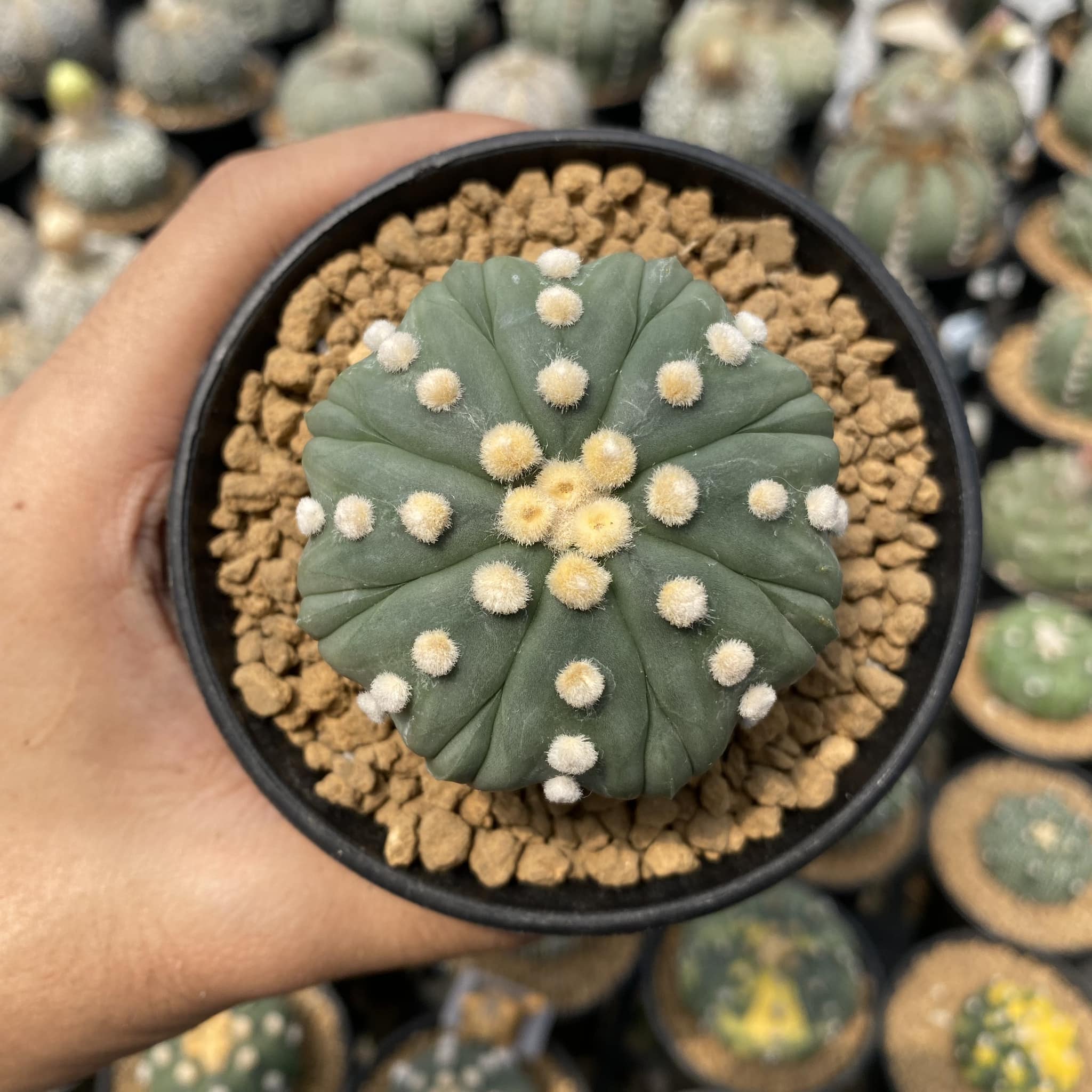 Astrophytum asterias f. nudum: clean dark green epidermis with eight ribs and woolly areoles visible along each rib line.
