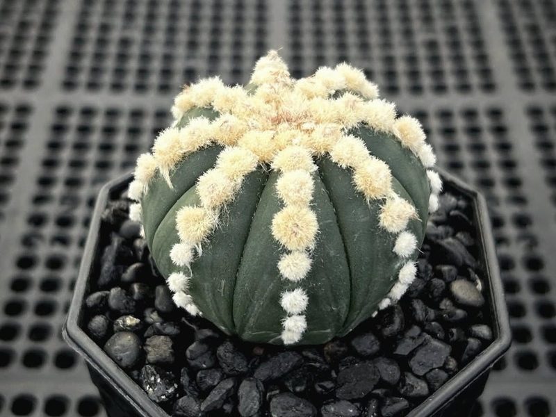 Astrophytum asterias f. nudum