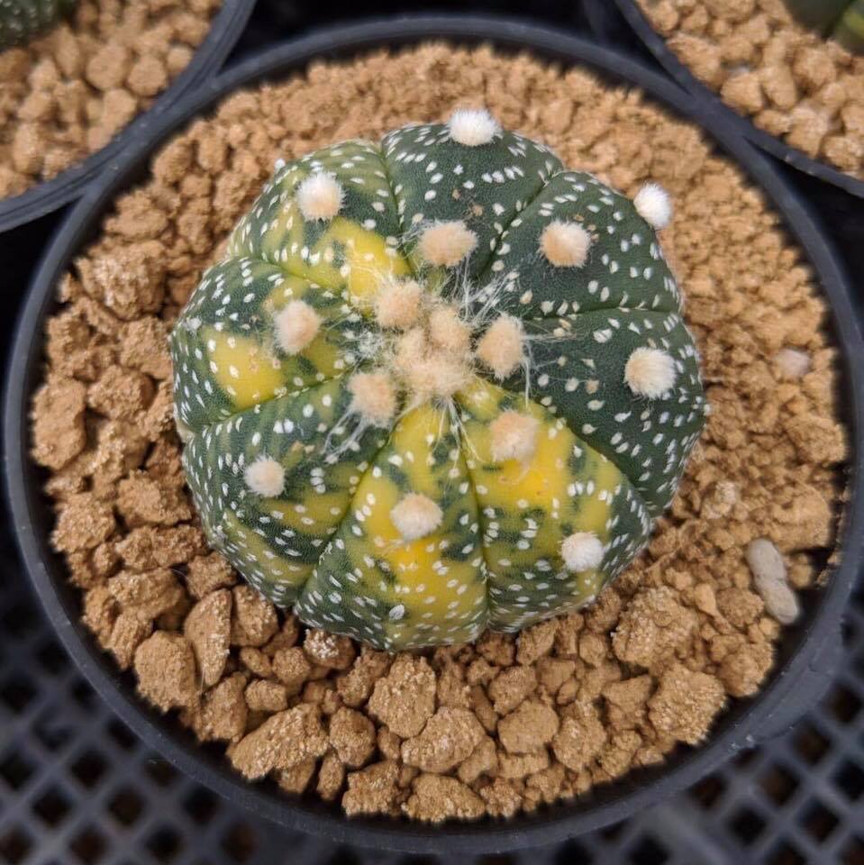 Astrophytum asterias showing white trichome flecking and eight flat ribs.
