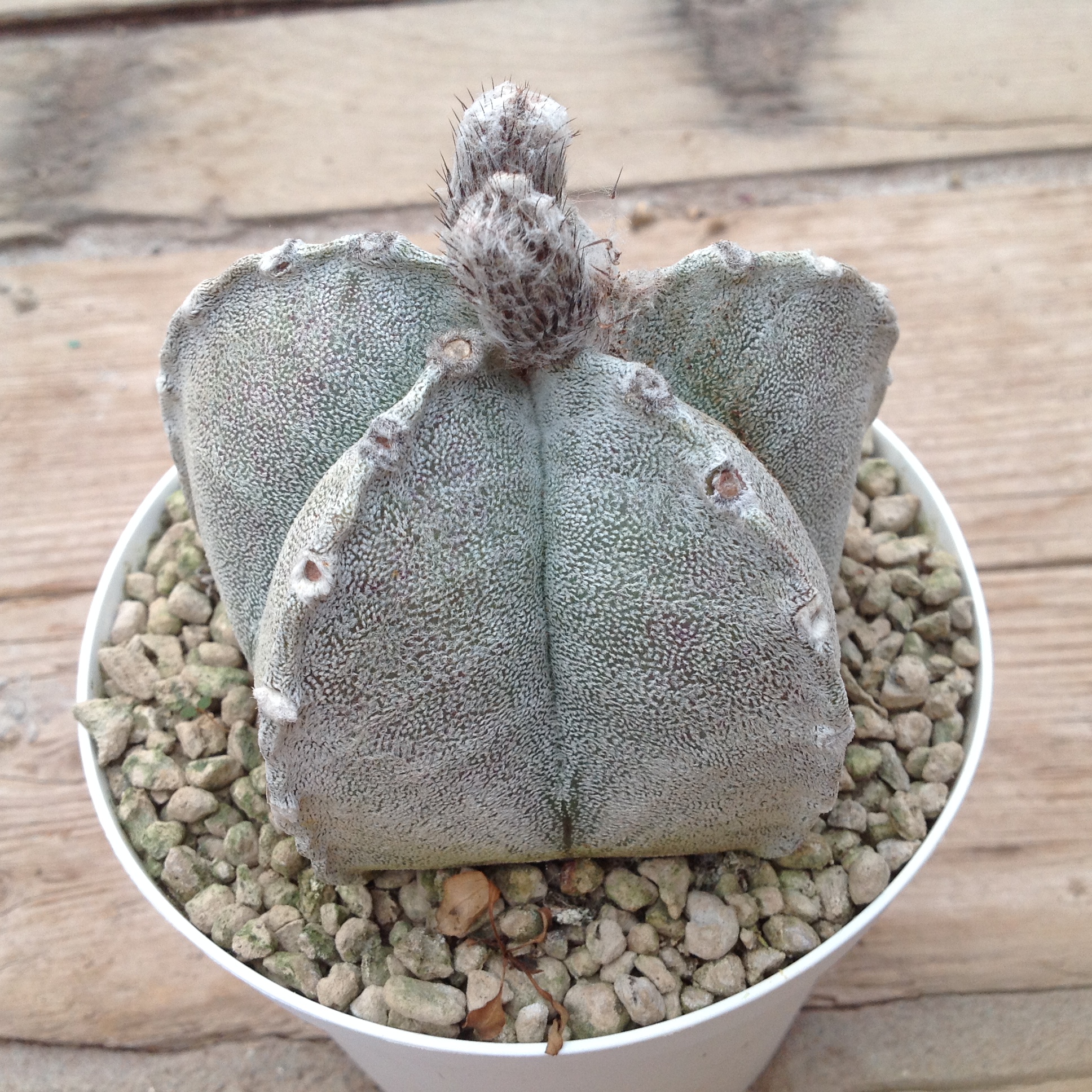 Astrophytum coahuilense showing five ribs and denser grey-white flecking.
