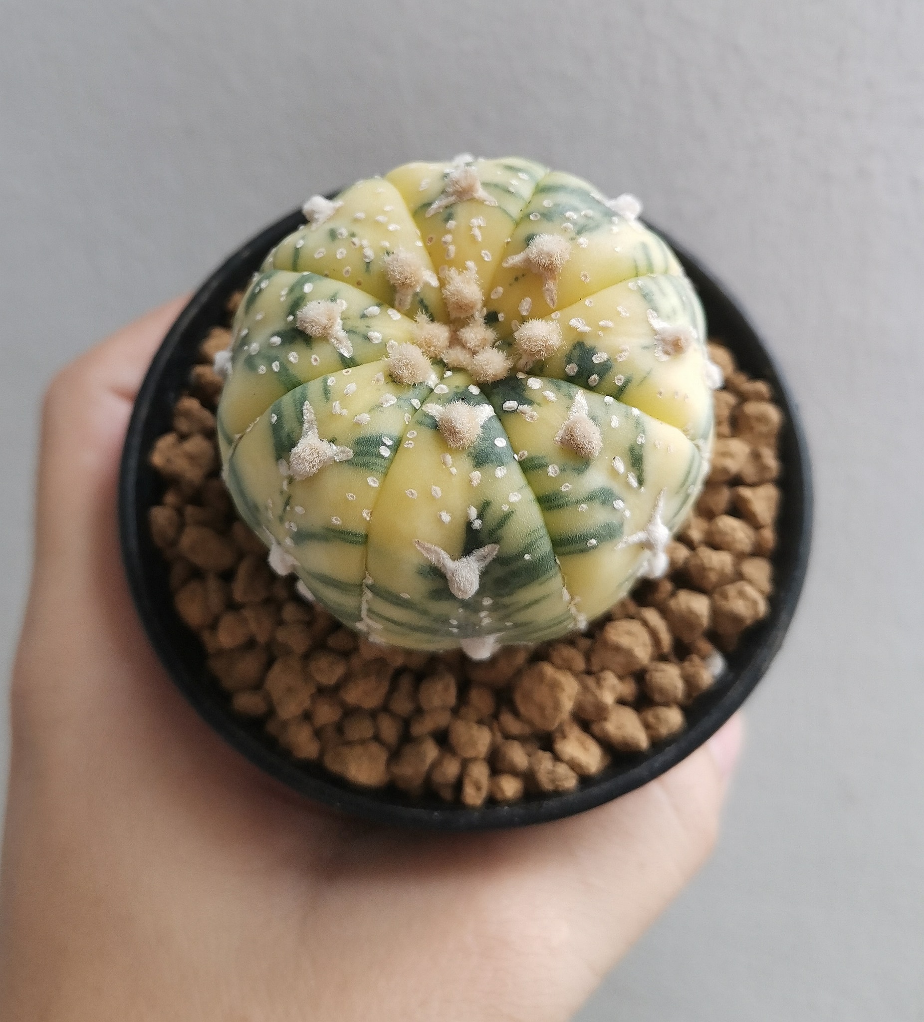 Variegated Astrophytum asterias showing yellow chimeric sectors against a green flecked body.