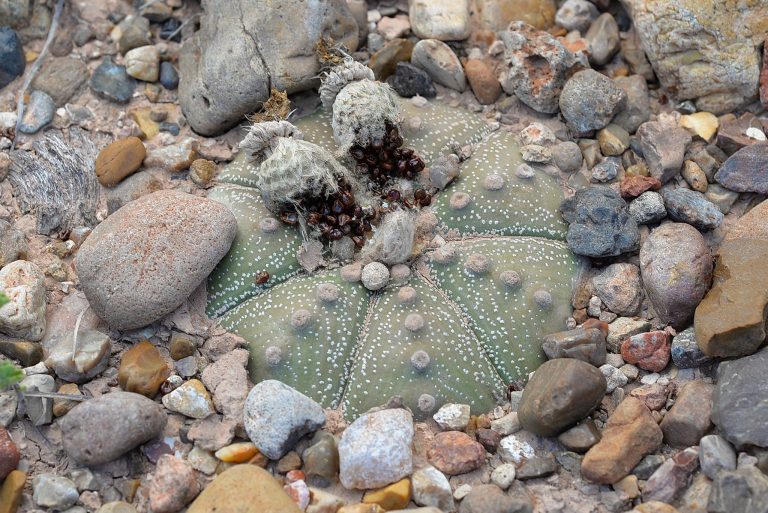 Astrophytum asterias top view