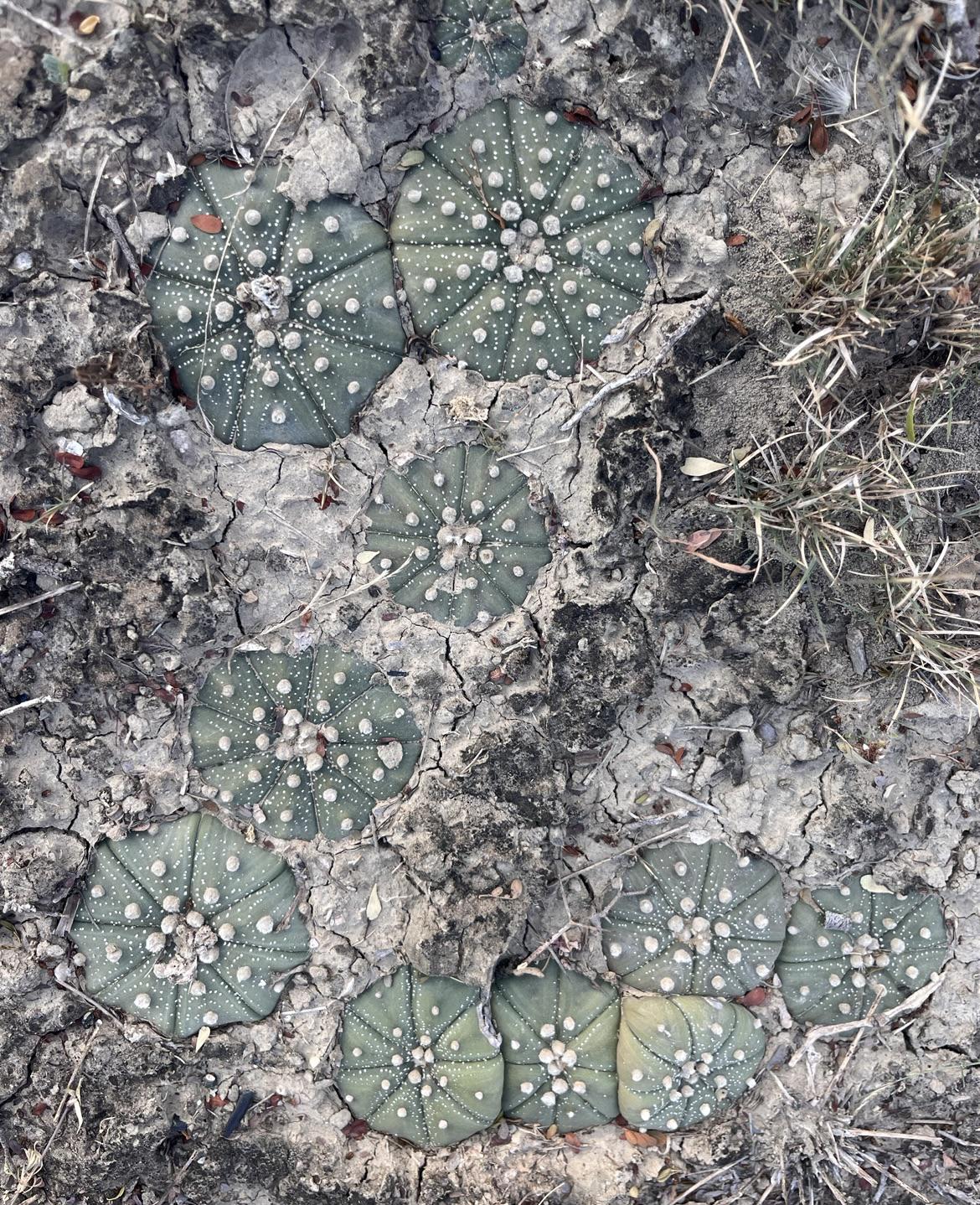 Astrophytum asterias