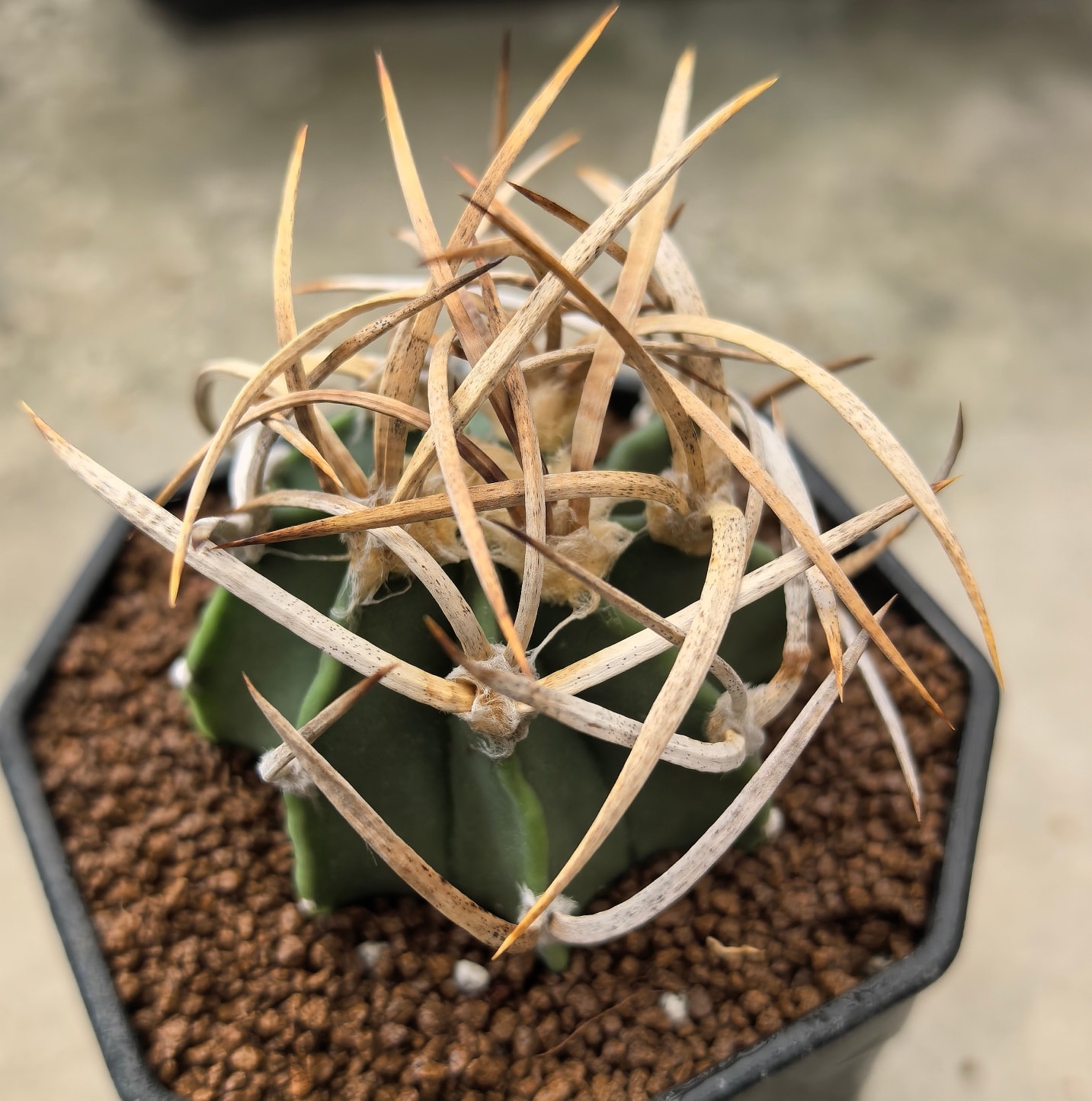 Astrophytum capricorne twisted papery spines