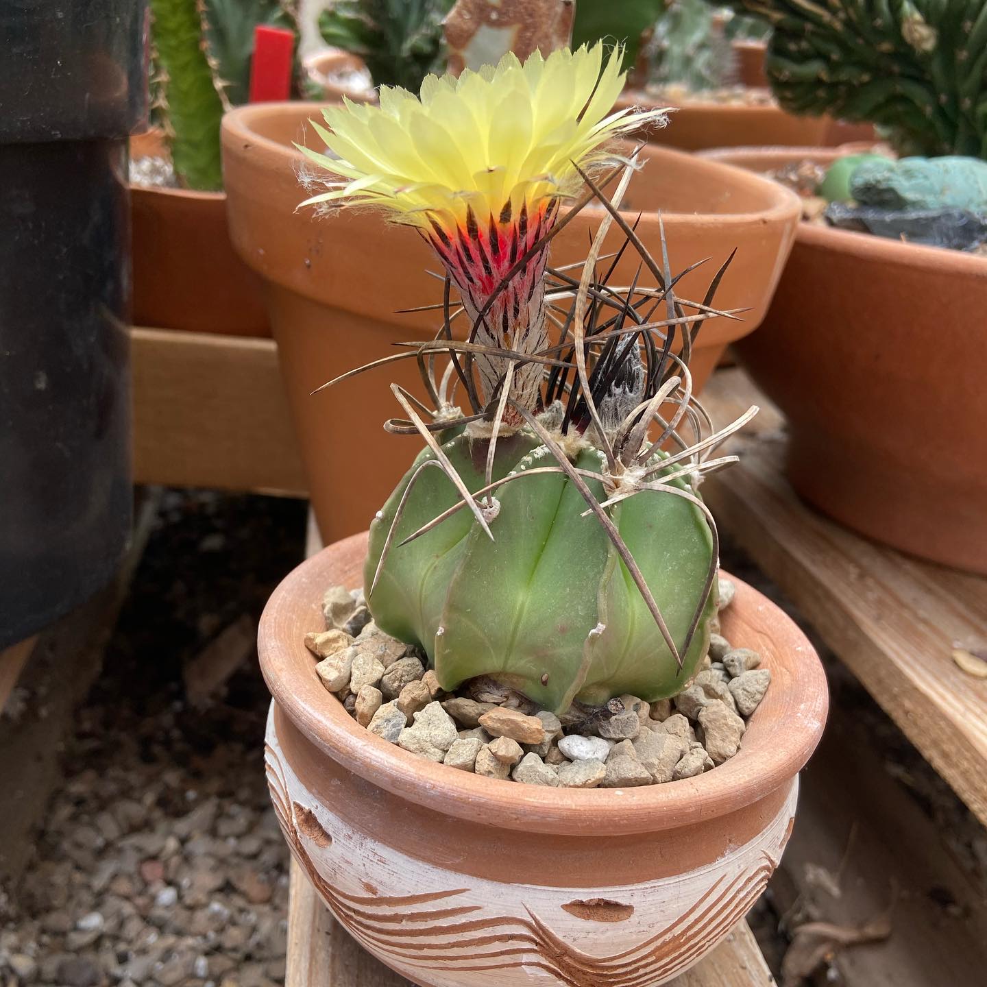 Astrophytum capricorne showing a globose ribbed body with long twisted papery spines.