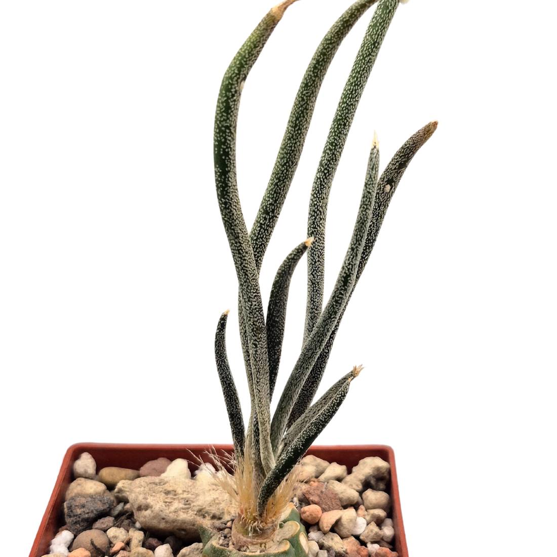 Astrophytum caput-medusae showing long snake-like tubercles radiating from a short central caudex with no ribs.