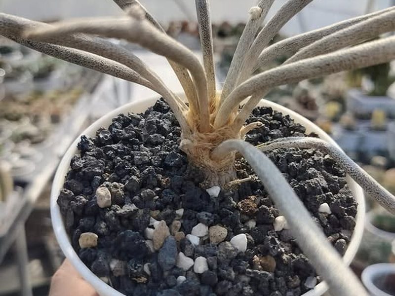 Astrophytum caput-medusae