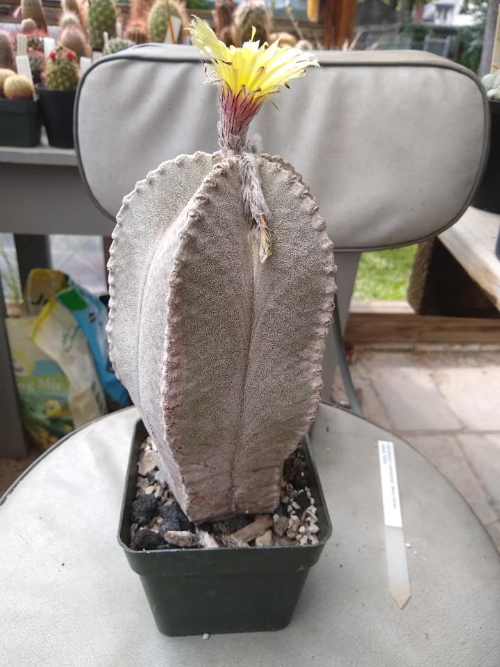 Astrophytum coahuilense with five prominent ribs and dense grey-white velvety flecking across the globose body.