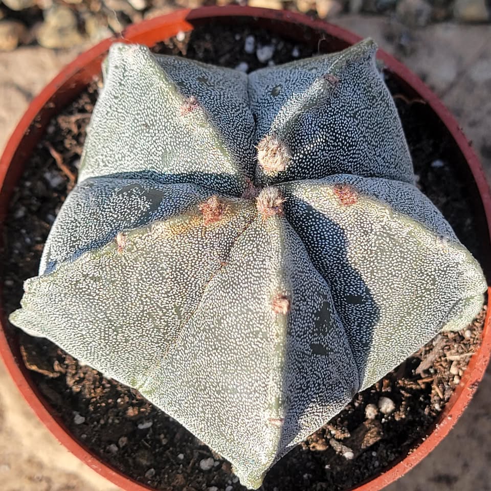 Astrophytum myriostigma with five ribs and scattered white trichome tufts in discrete areole-linked dots across a globose body.