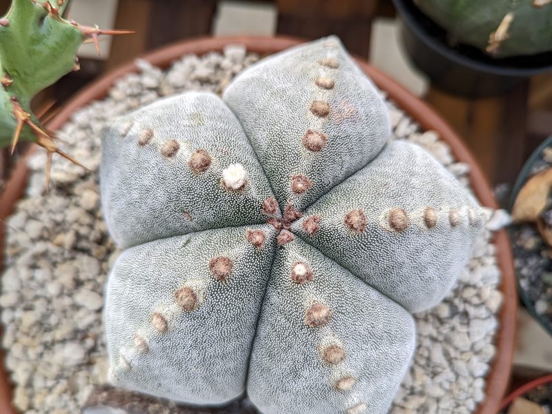 Astrophytum coahuilense