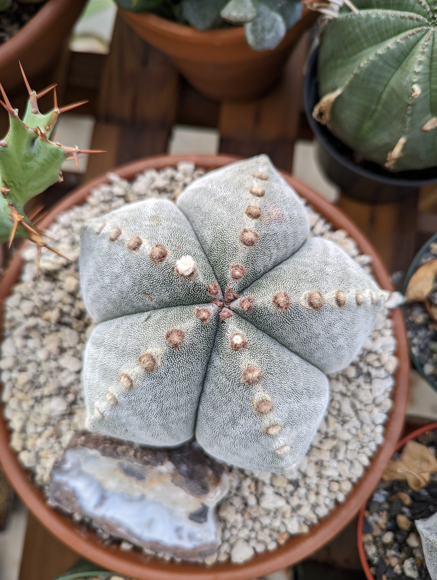 Astrophytum coahuilense