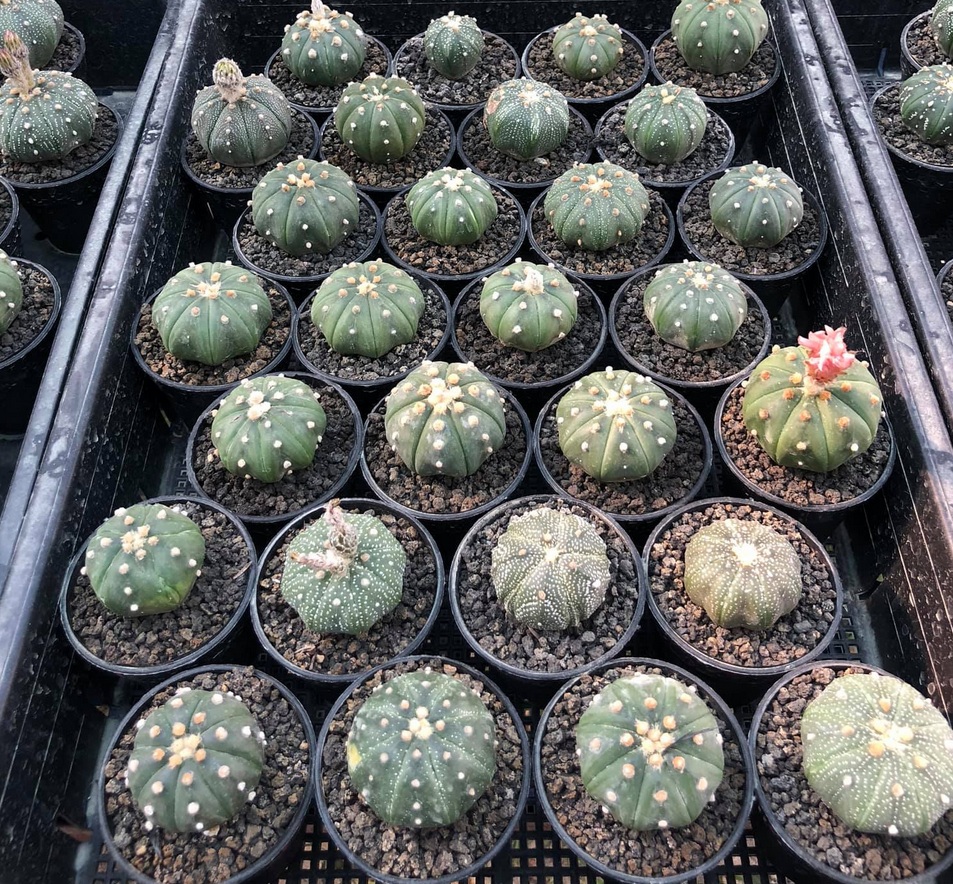 Astrophytum collection showing geometric body forms