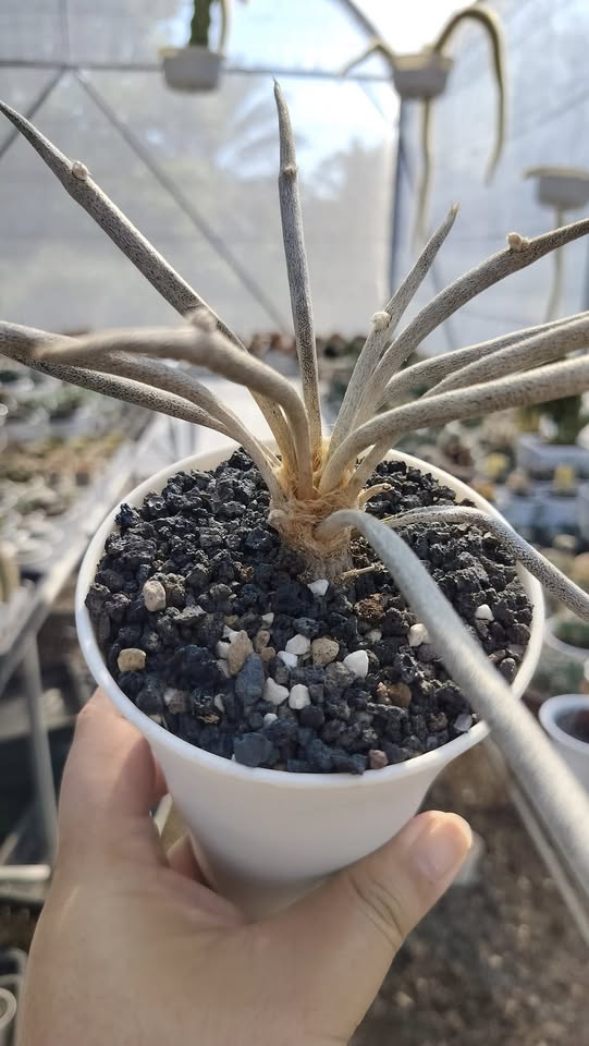 Astrophytum caput-medusae