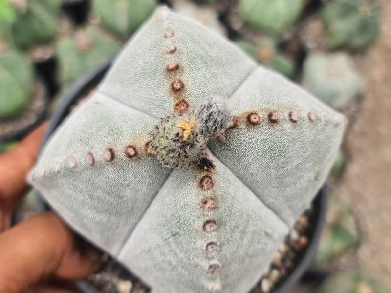 Astrophytum myriostigma var. quadricostatum