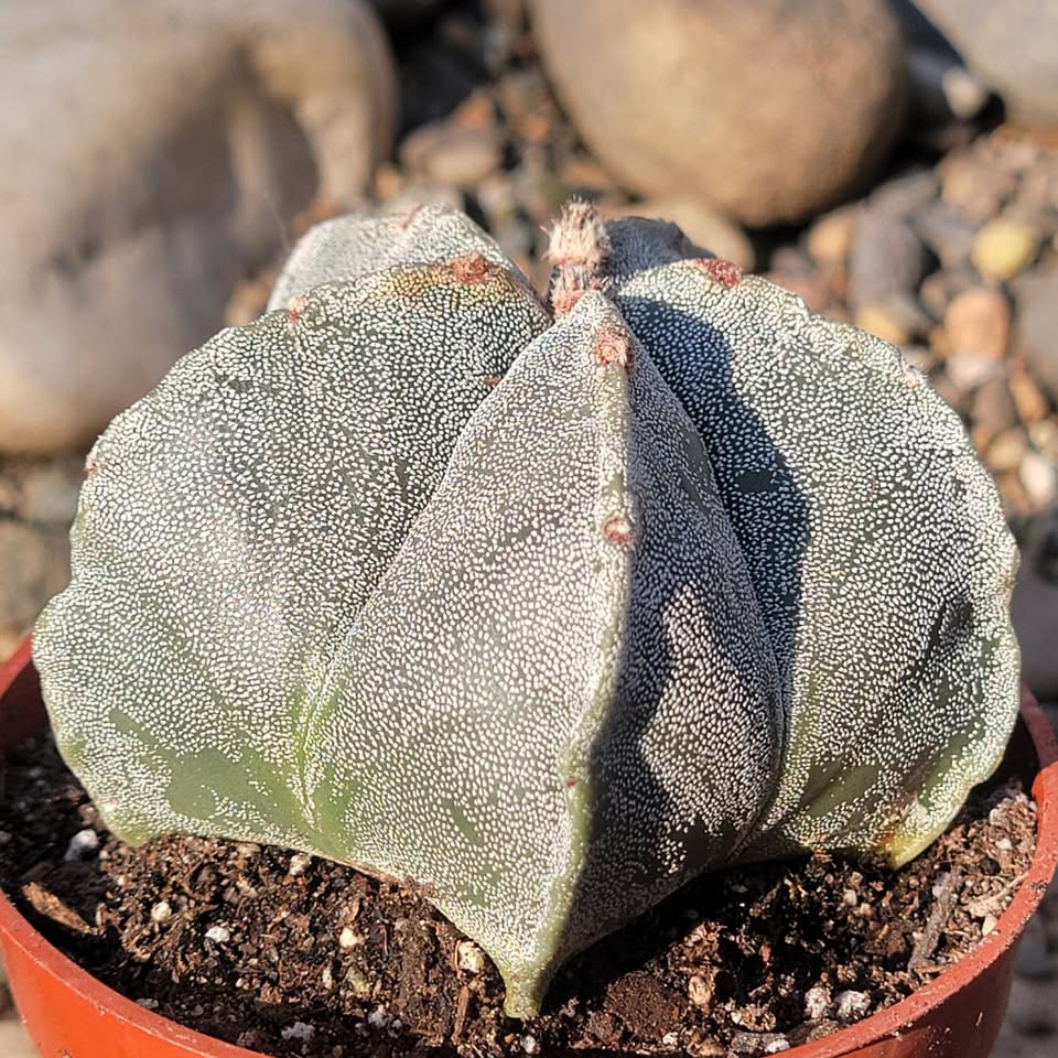 Young Astrophytum myriostigma with five ribs, no spines, and random scattered white trichomes across the grey-green body.