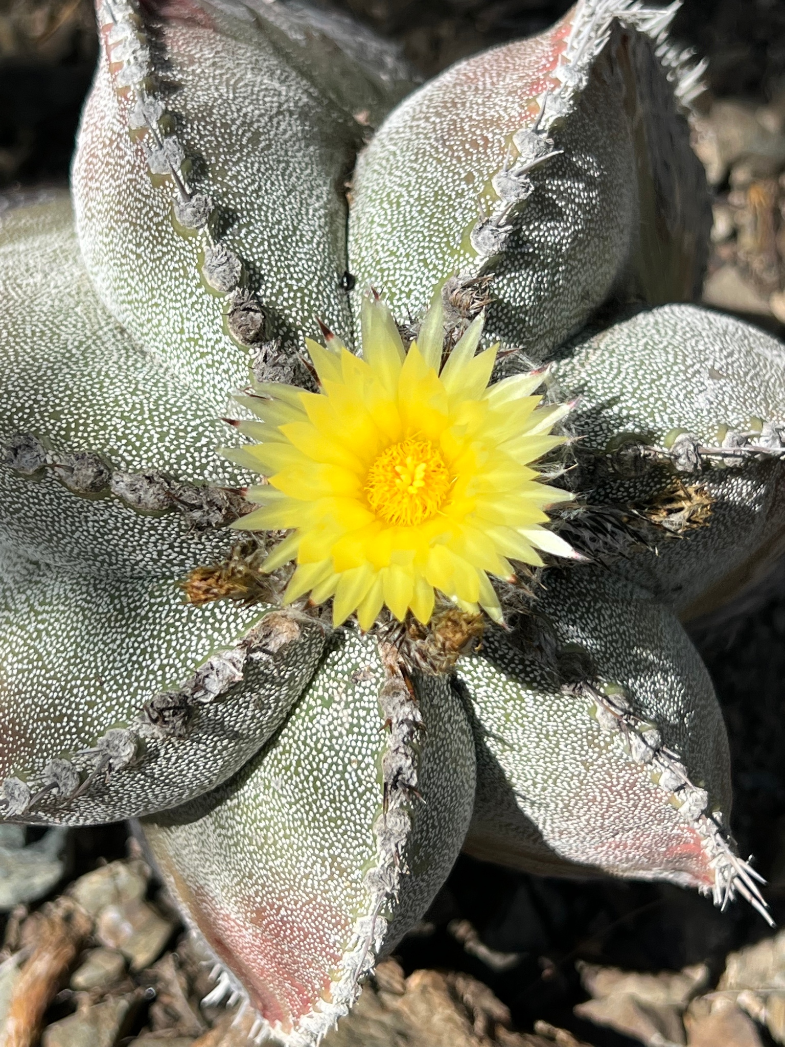 Young Astrophytum ornatum of similar size showing robust radial spines and trichomes arranged in horizontal cross-bands.