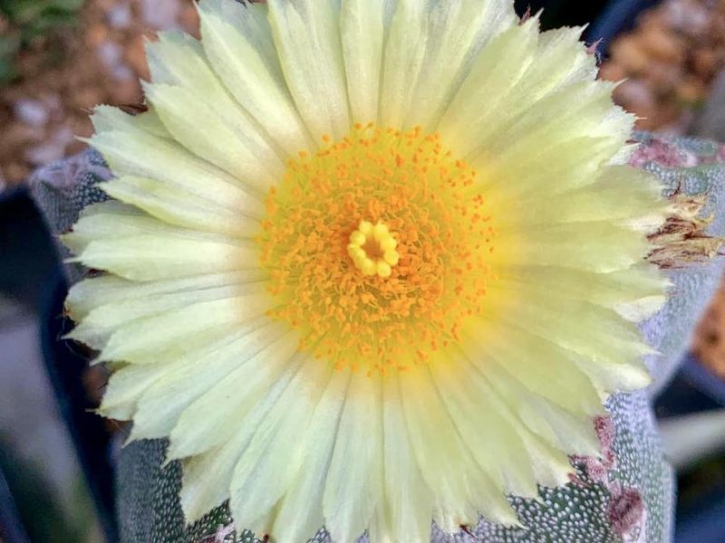 Astrophytum myriostigma
