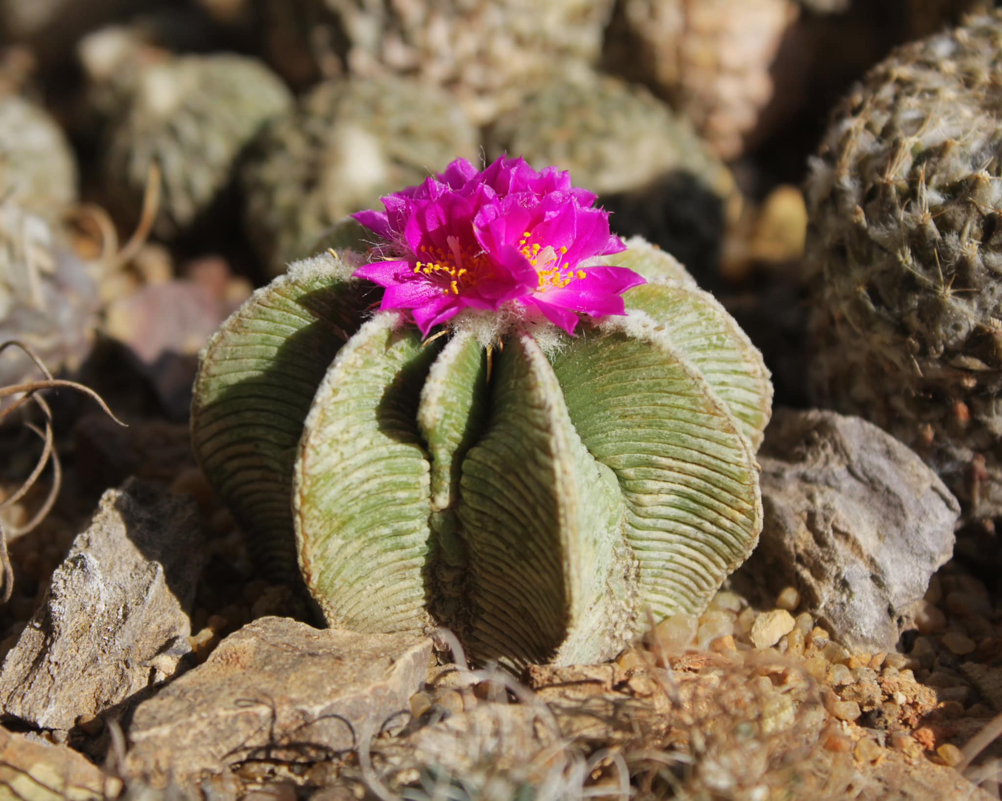 Aztekium hintonii in flower
