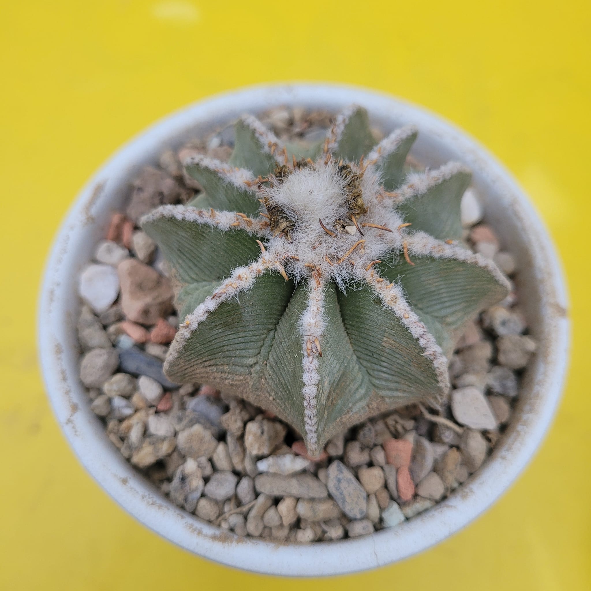Aztekium hintonii showing the globose body with sharp-edged ribs, transverse wrinkles on rib flanks, and deep magenta flower.
