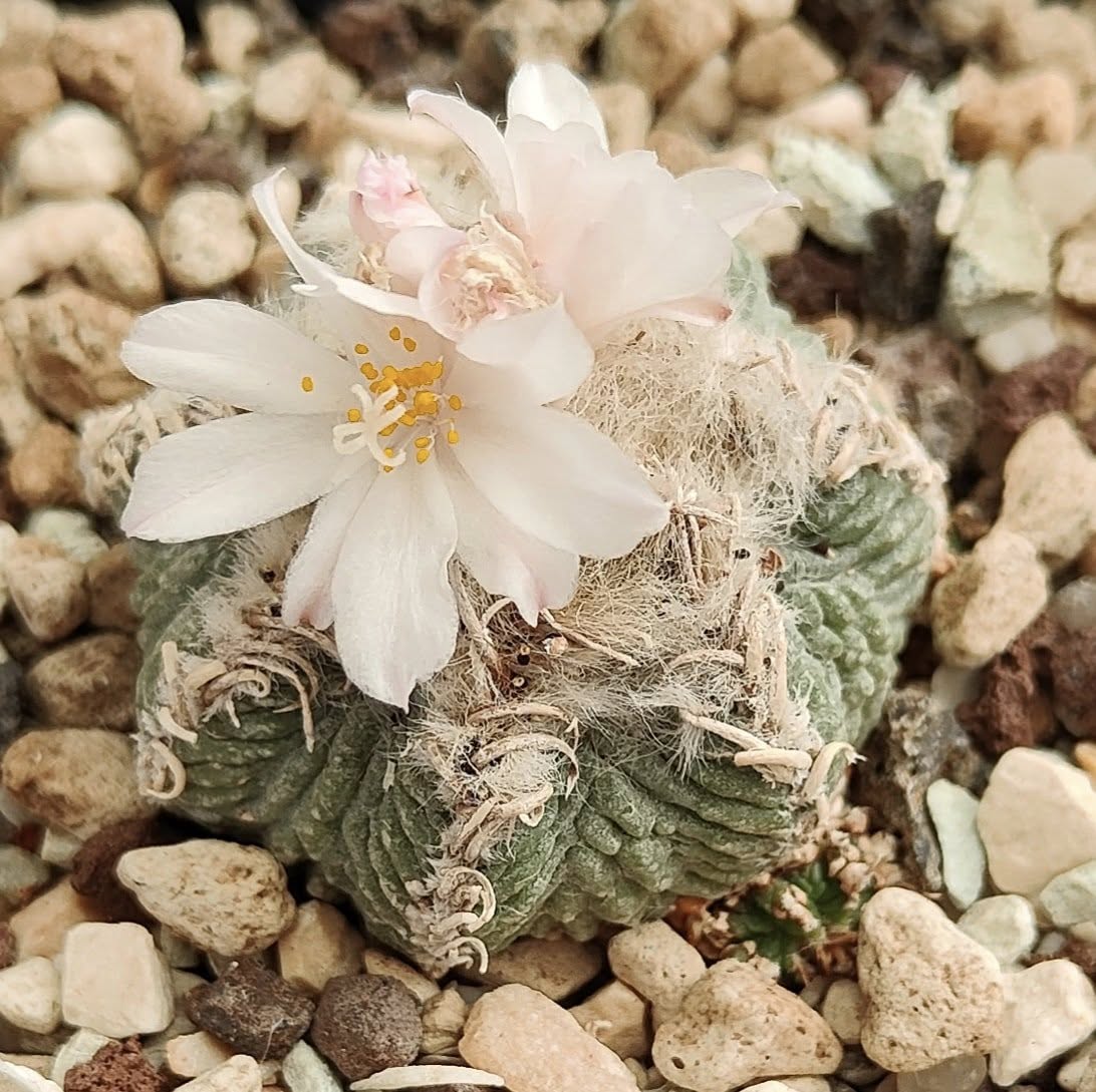 Aztekium ritteri showing the smaller body with deeply furrowed secondary ribs between primary ribs, rounded rib margins, and white to pale pink flower.