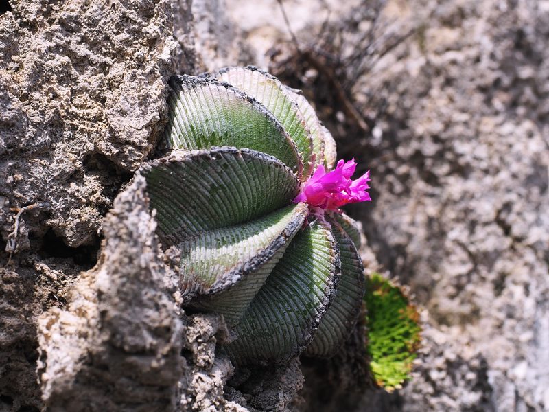 Aztekium hintonii