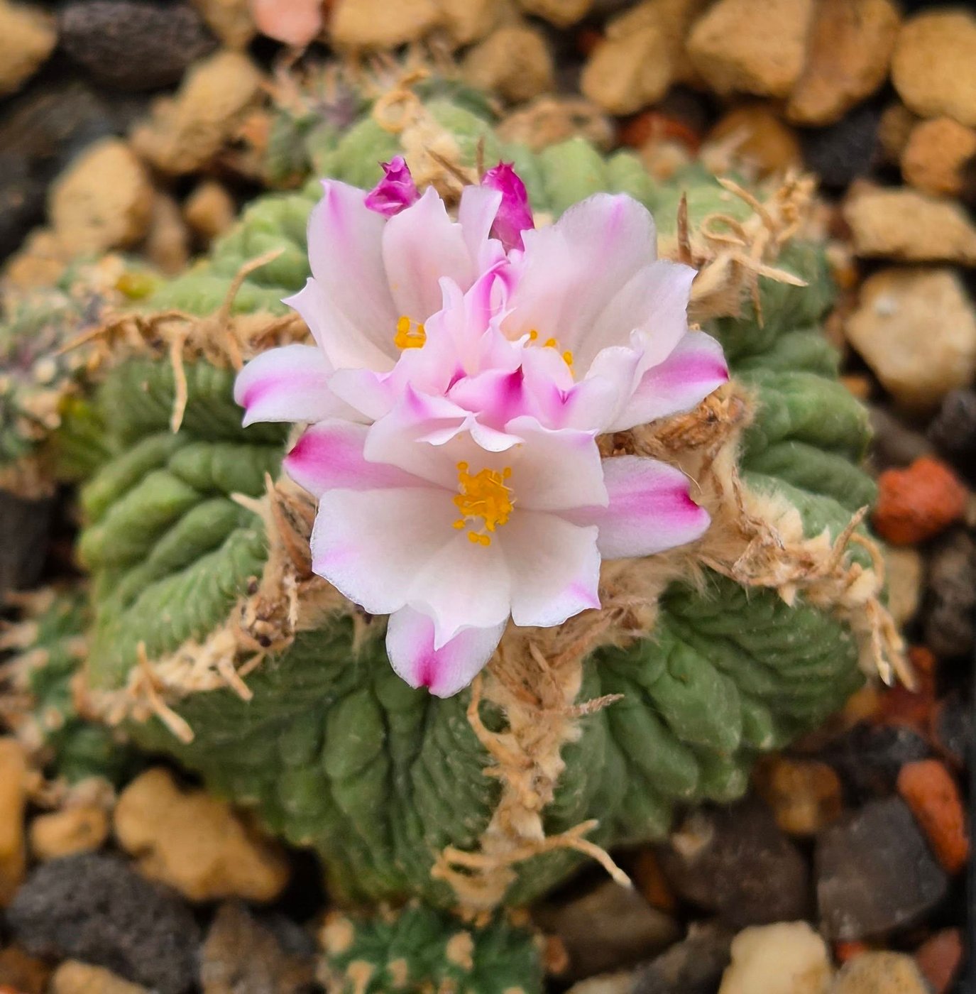 Aztekium ritteri flowering in cultivation An Aztekium ritteri flowering in cultivation, its grey-green corrugated body ringed with woolly areoles and topped by pale pink and white blooms with yellow stamens, potted in mineral grit