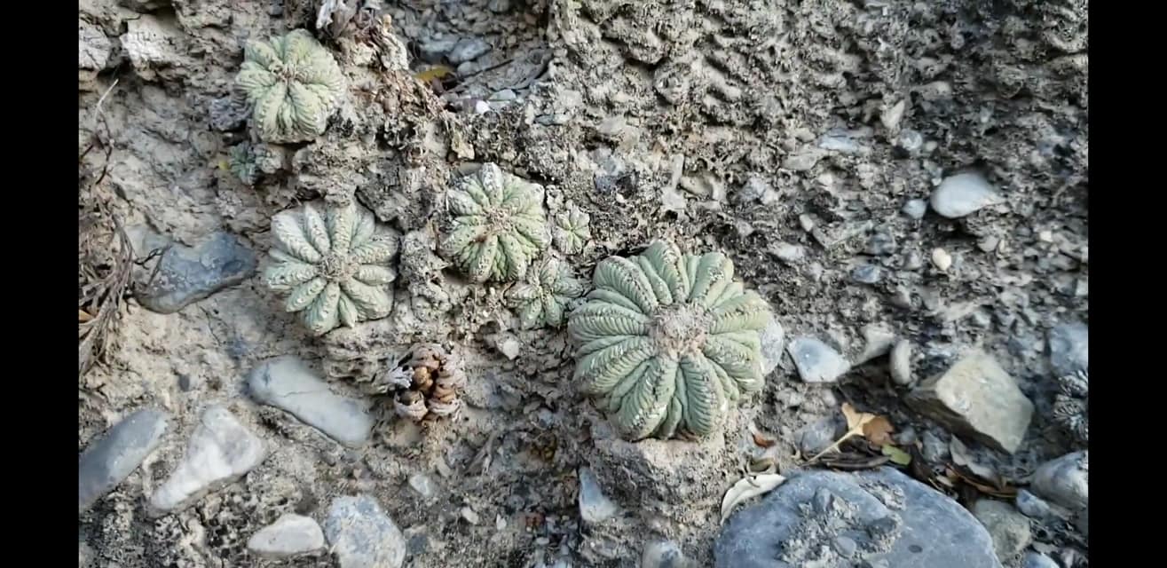 Aztekium ritteri on a near-vertical limestone cliff face