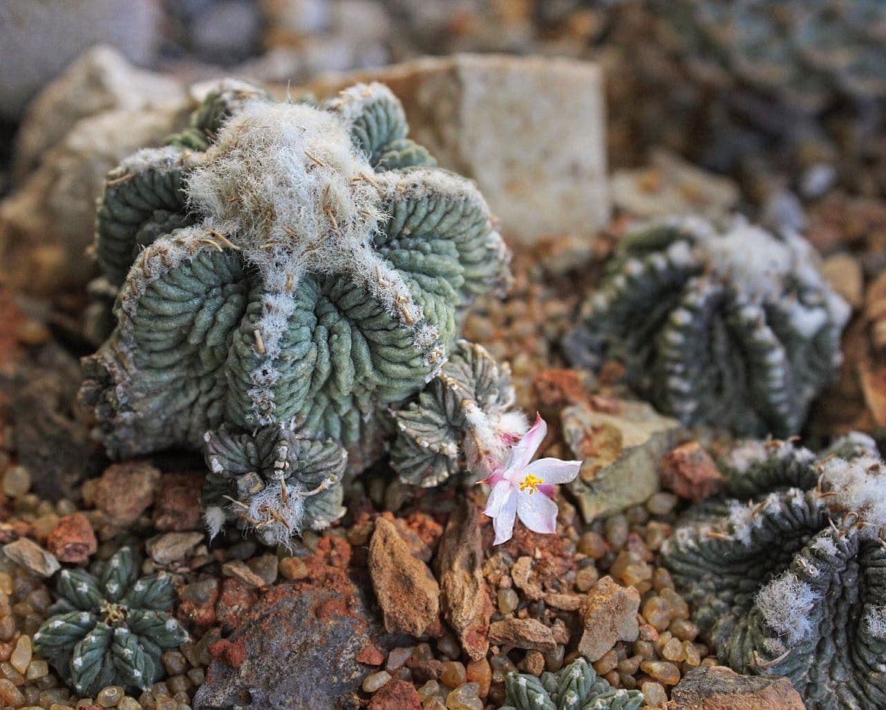 Aztekium ritteri secondary rib detail